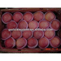 Red apple/ Price for fresh apple/Cheap apple fruit